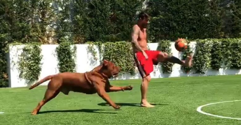 VIDEO Se när Messi skickar sin egen hund i pension Sportpanelen